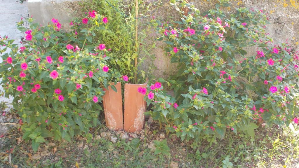 Guest House Accommodation Rupine Premantura Bagian luar foto