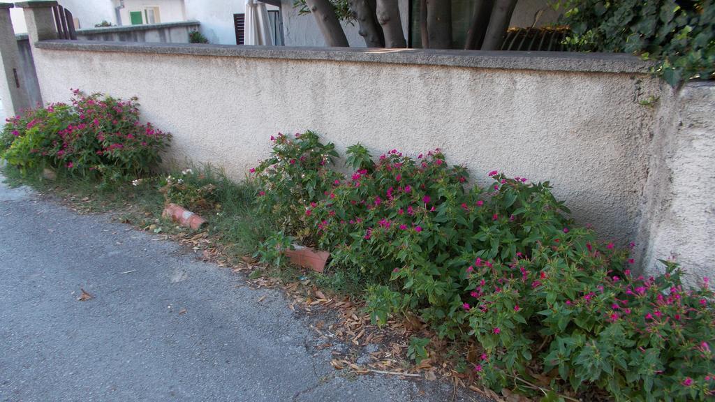 Guest House Accommodation Rupine Premantura Bagian luar foto